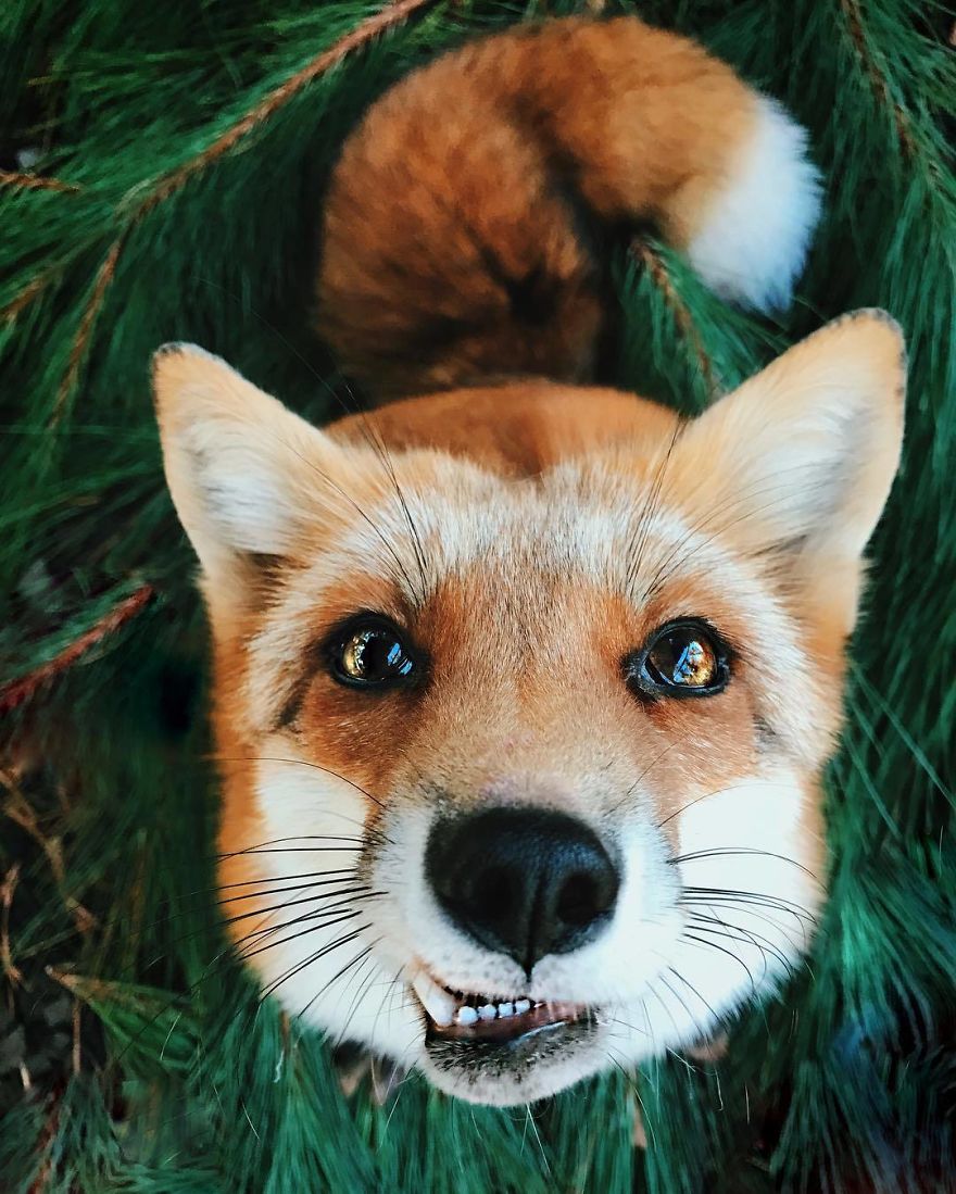Here's What It's Like To Live With Juniper The World's Happiest Fox