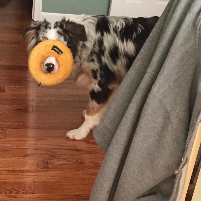 Chip's New Donut Disguise