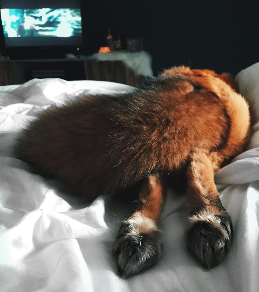 Here's What It's Like To Live With Juniper The World's Happiest Fox