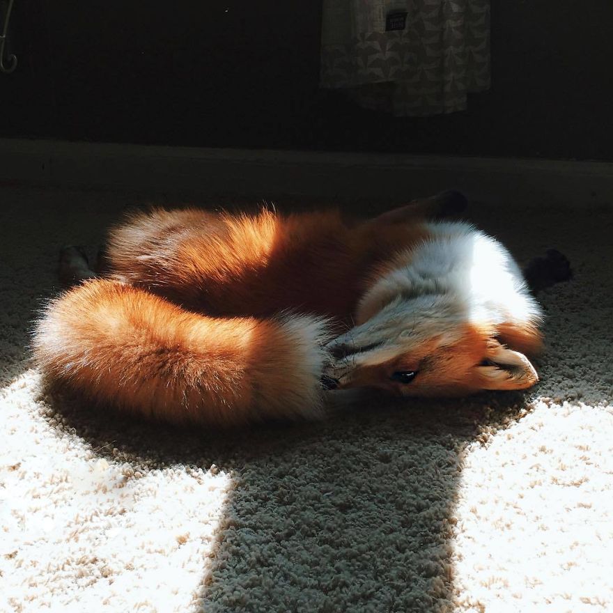 Here's What It's Like To Live With Juniper The World's Happiest Fox