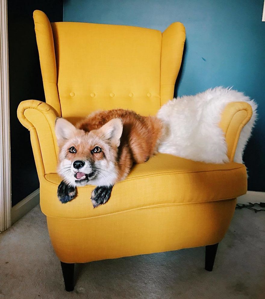 Here's What It's Like To Live With Juniper The World's Happiest Fox