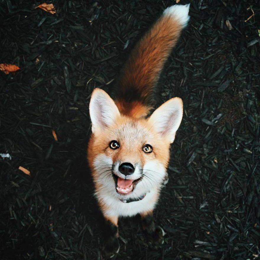 Here's What It's Like To Live With Juniper The World's Happiest Fox