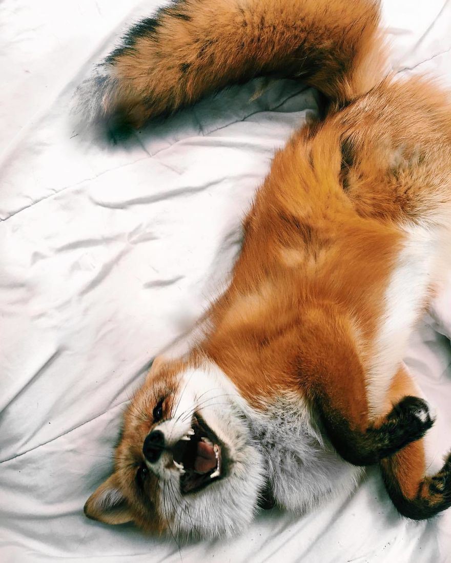 Here's What It's Like To Live With Juniper The World's Happiest Fox