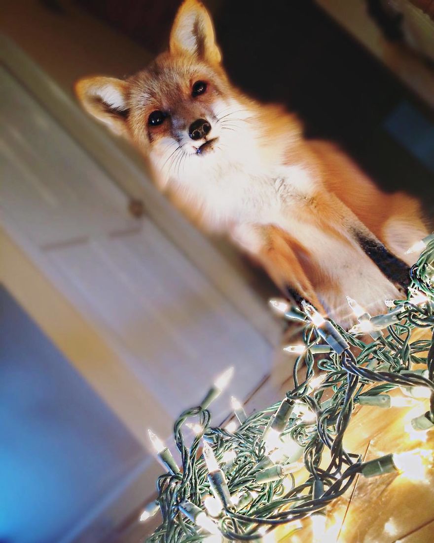 Here's What It's Like To Live With Juniper The World's Happiest Fox