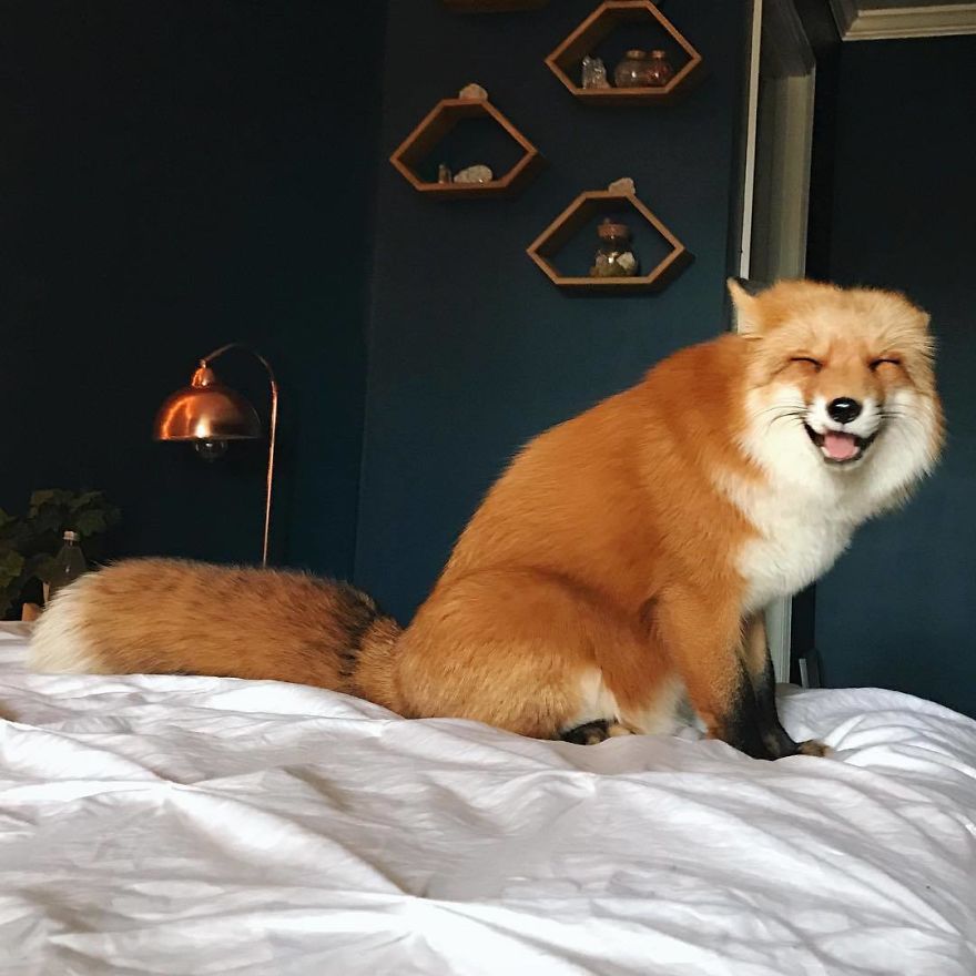 Here's What It's Like To Live With Juniper The World's Happiest Fox