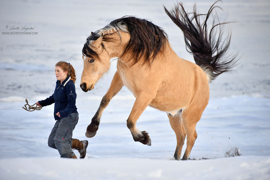 If Disney's Spirit: Stallion Of The Cimarron Moved To Norway
