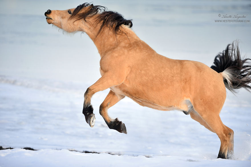 If Disney's Spirit: Stallion Of The Cimarron Moved To Norway