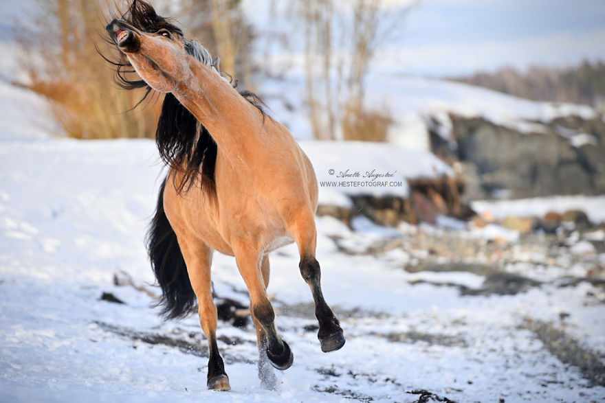 If Disney's Spirit: Stallion Of The Cimarron Moved To Norway