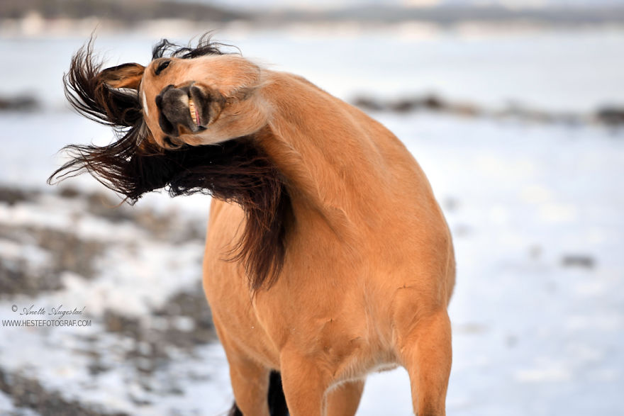 If Disney's Spirit: Stallion Of The Cimarron Moved To Norway