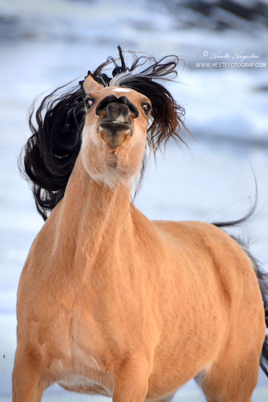 If Disney's Spirit: Stallion Of The Cimarron Moved To Norway