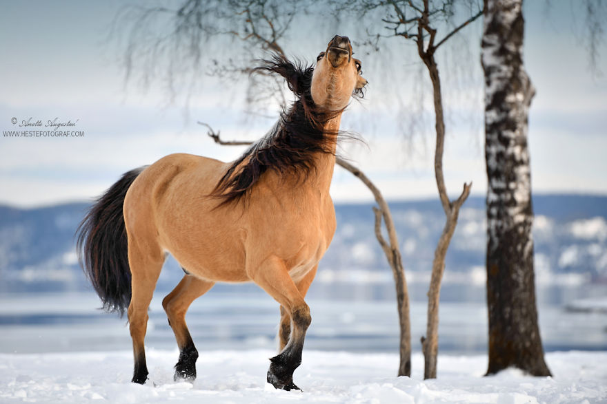 If Disney's Spirit: Stallion Of The Cimarron Moved To Norway