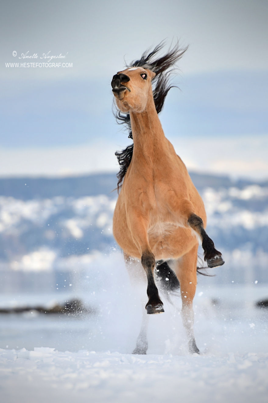 If Disney's Spirit: Stallion Of The Cimarron Moved To Norway