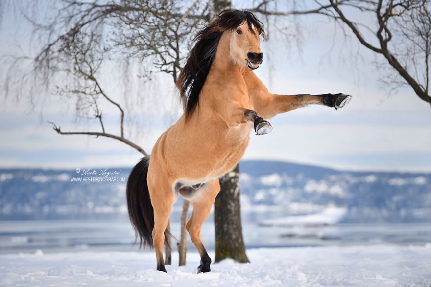 If Disney's Spirit: Stallion Of The Cimarron Moved To Norway