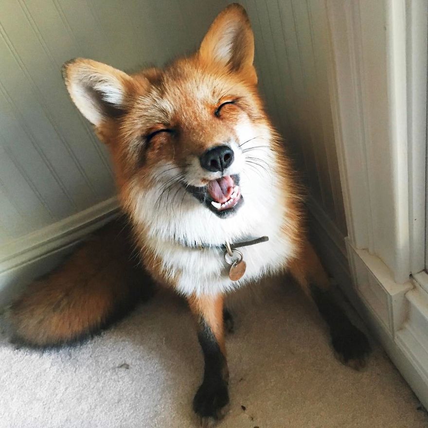 Here's What It's Like To Live With Juniper The World's Happiest Fox
