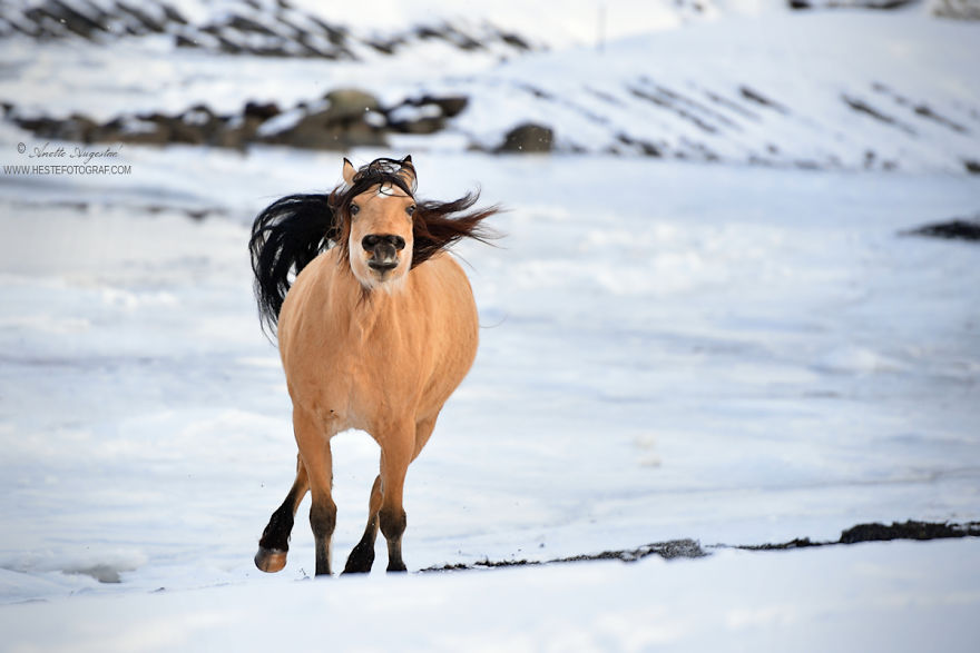 If Disney's Spirit: Stallion Of The Cimarron Moved To Norway