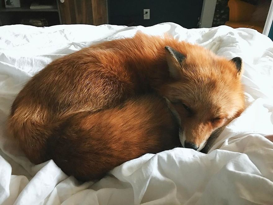 Here's What It's Like To Live With Juniper The World's Happiest Fox