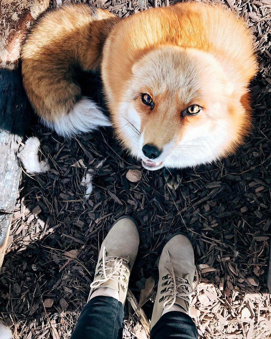 Here's What It's Like To Live With Juniper The World's Happiest Fox