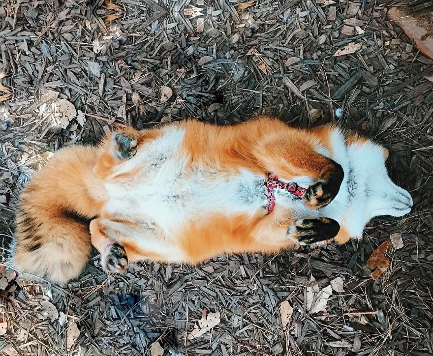 Here's What It's Like To Live With Juniper The World's Happiest Fox