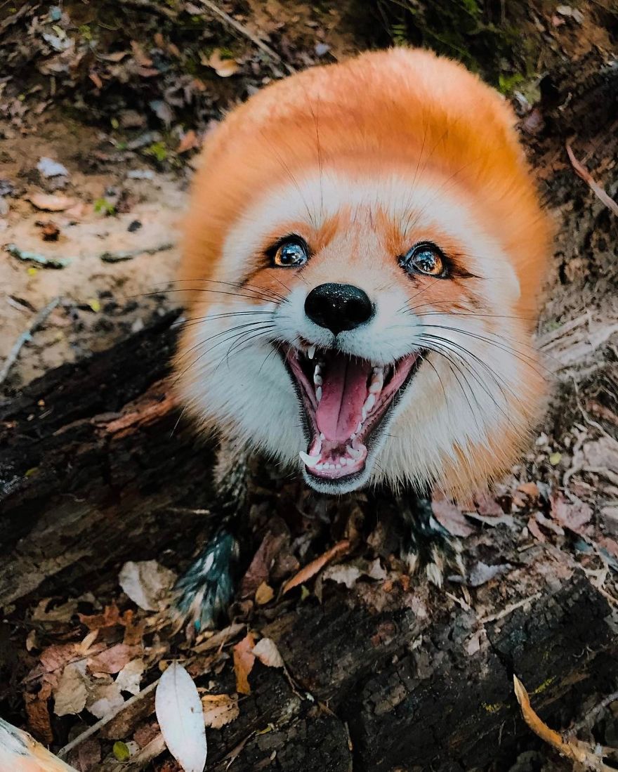 Here's What It's Like To Live With Juniper The World's Happiest Fox