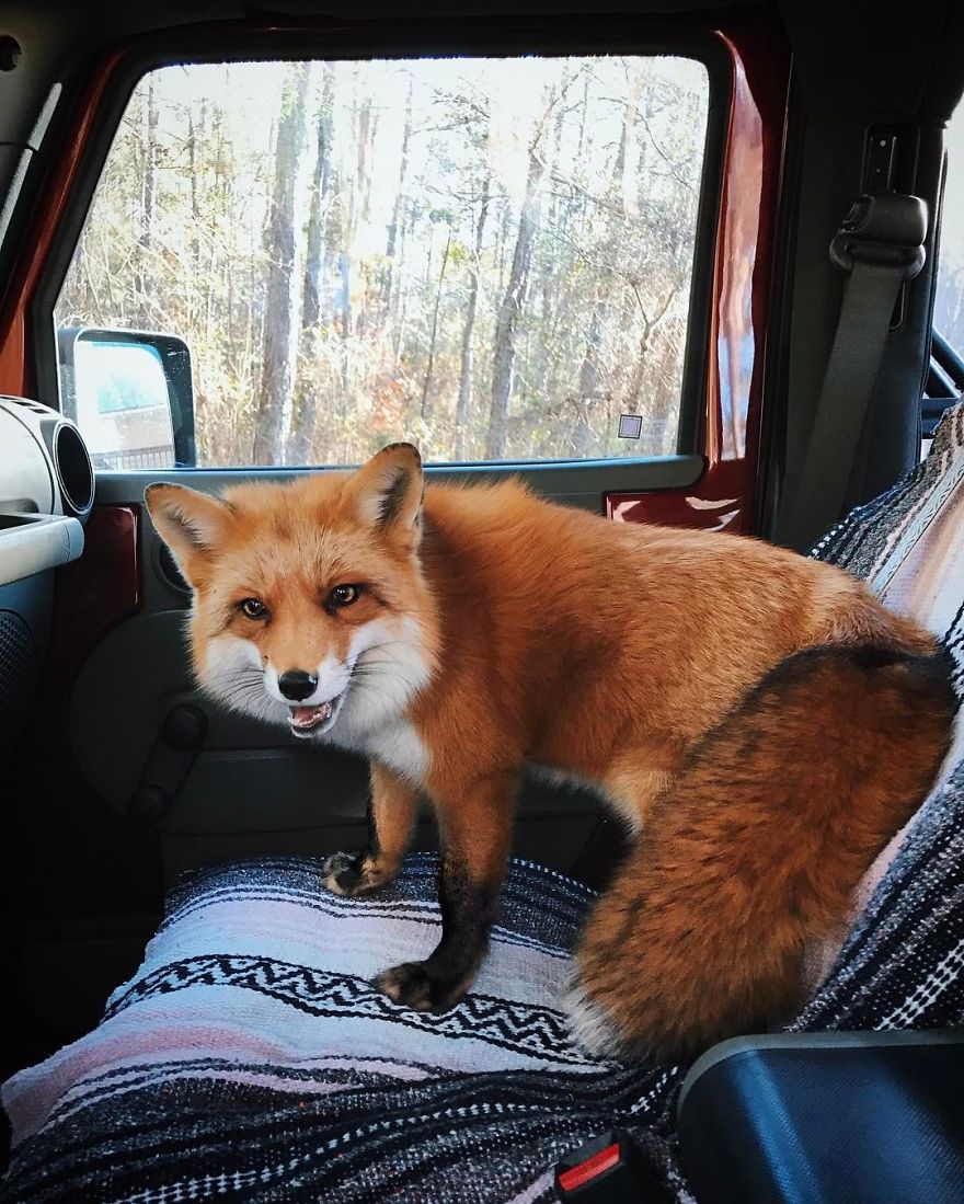 Here's What It's Like To Live With Juniper The World's Happiest Fox