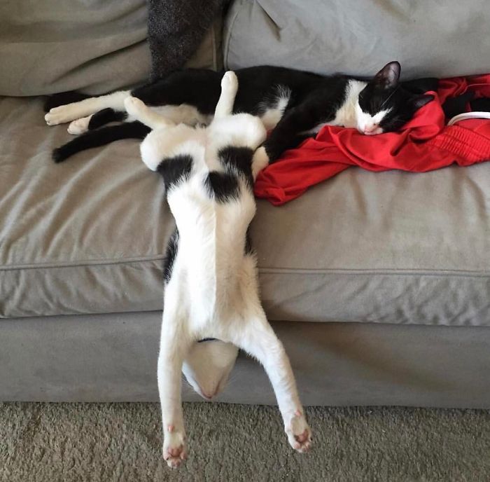 Twitter Users Have Started A New Trend- Take Pictures Of Your Cats Stretched