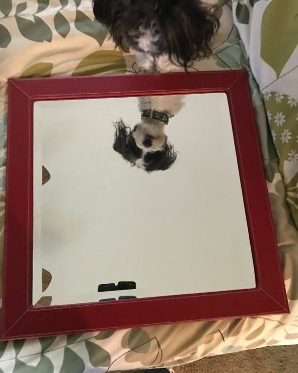 Dog's reflection in a red-framed mirror on a patterned bed, showcasing a fun attempt to sell mirrors.