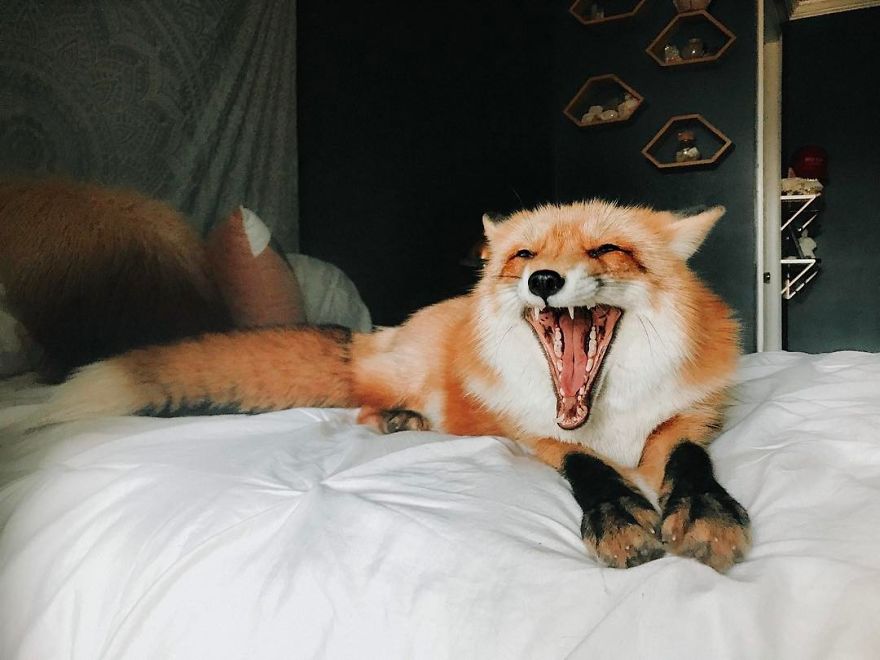 Here's What It's Like To Live With Juniper The World's Happiest Fox