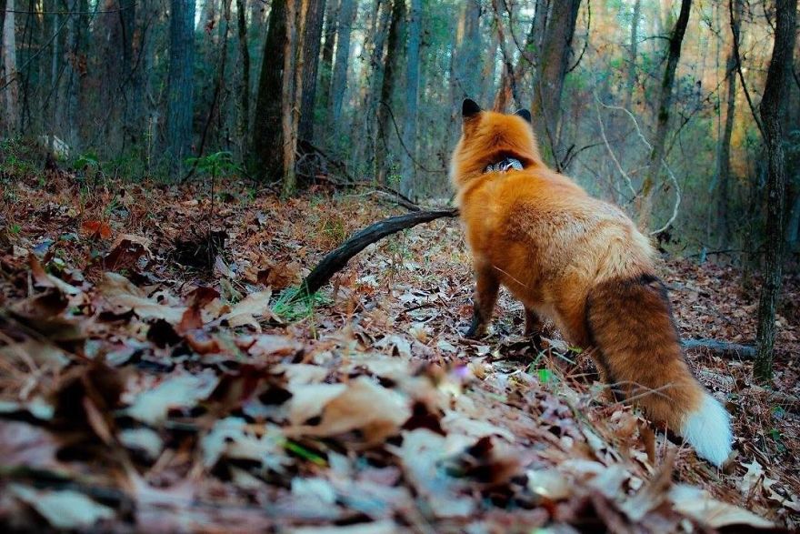 Here's What It's Like To Live With Juniper The World's Happiest Fox