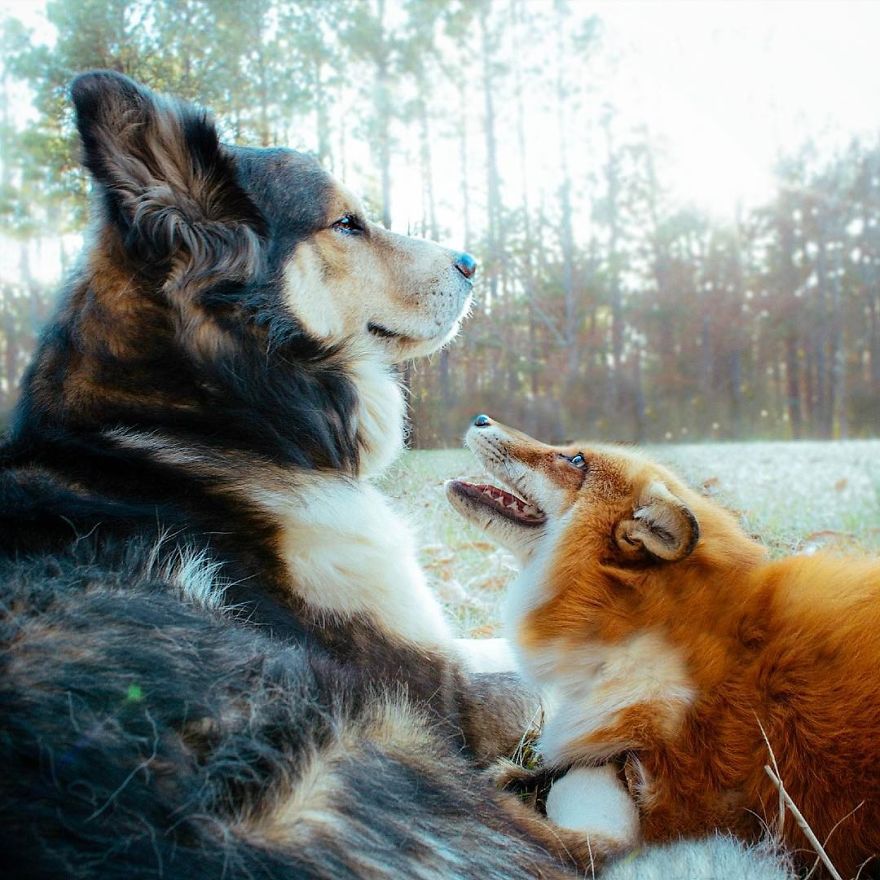 Here's What It's Like To Live With Juniper The World's Happiest Fox