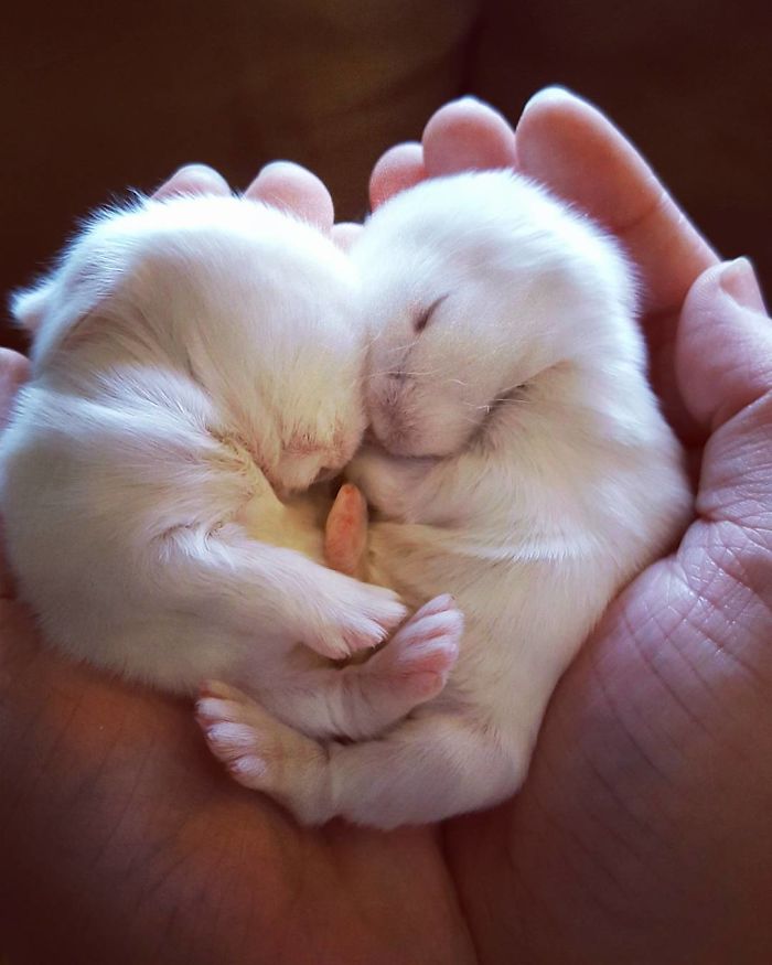 Baby-Rabbits-Palms-Blue-Clover-Rabbitry