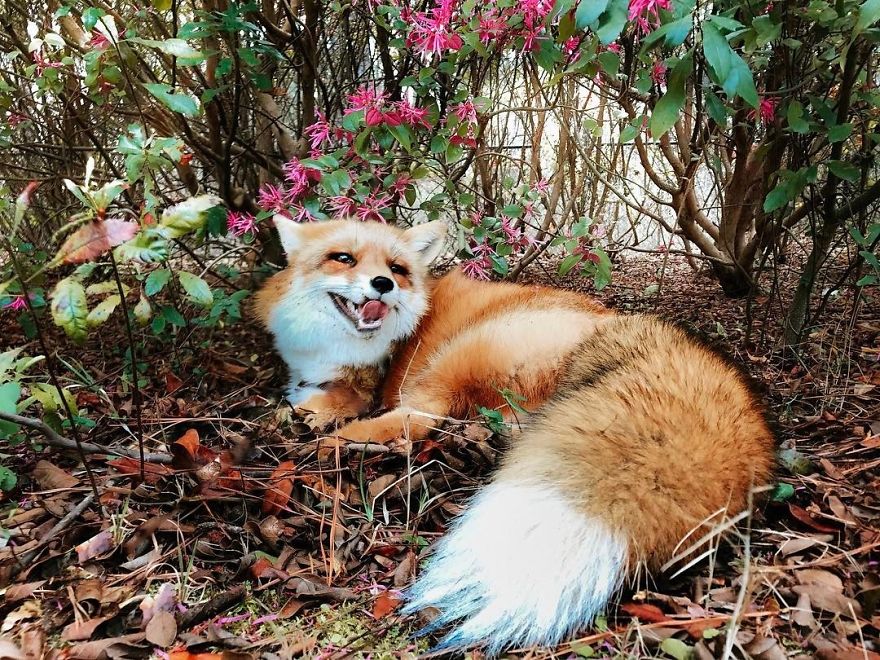 Here's What It's Like To Live With Juniper The World's Happiest Fox