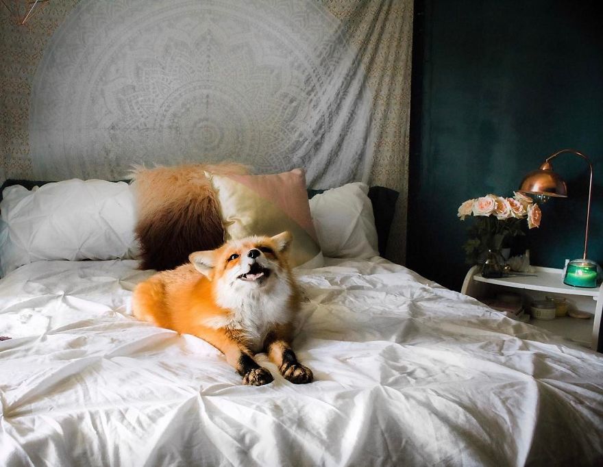 Here's What It's Like To Live With Juniper The World's Happiest Fox