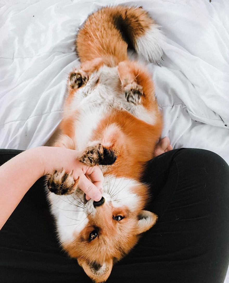 Here's What It's Like To Live With Juniper The World's Happiest Fox