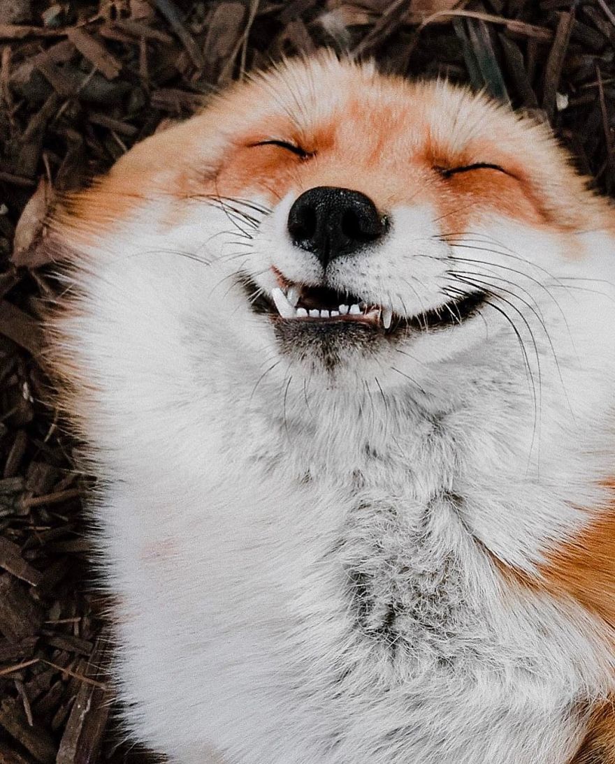 Here's What It's Like To Live With Juniper The World's Happiest Fox