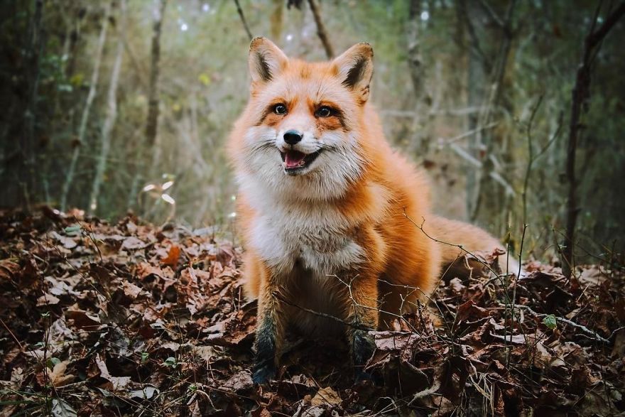 Here's What It's Like To Live With Juniper The World's Happiest Fox