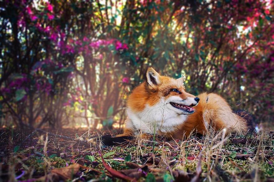Here's What It's Like To Live With Juniper The World's Happiest Fox