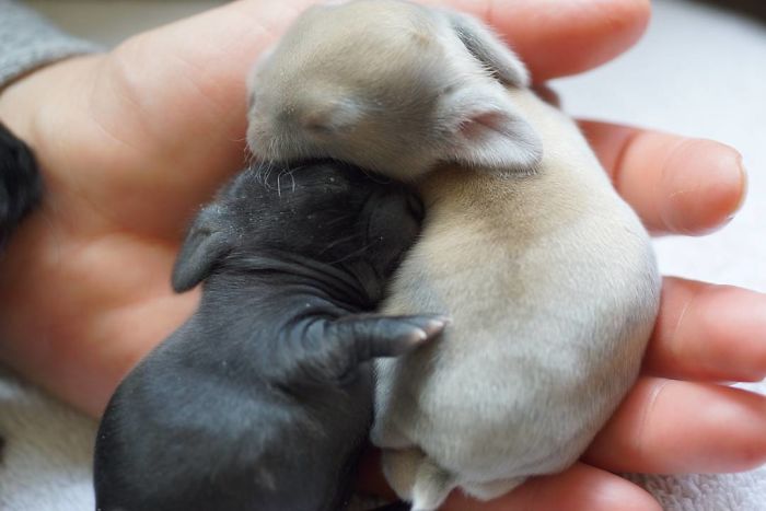 Baby-Rabbits-Palms-Blue-Clover-Rabbitry