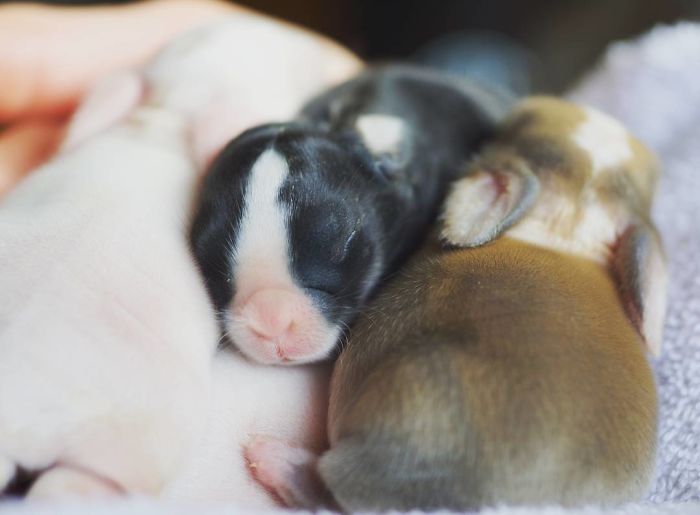 Baby-Rabbits-Palms-Blue-Clover-Rabbitry