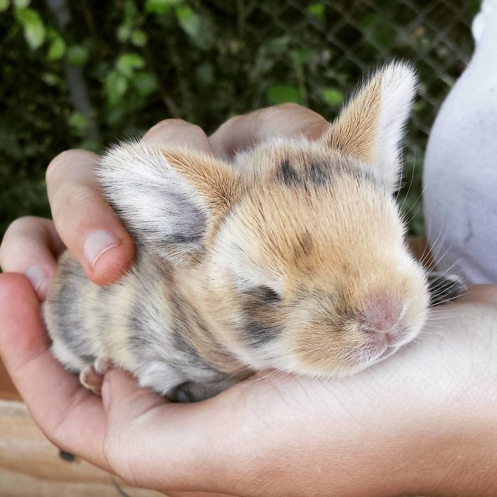 Baby-Rabbits-Palms-Blue-Clover-Rabbitry