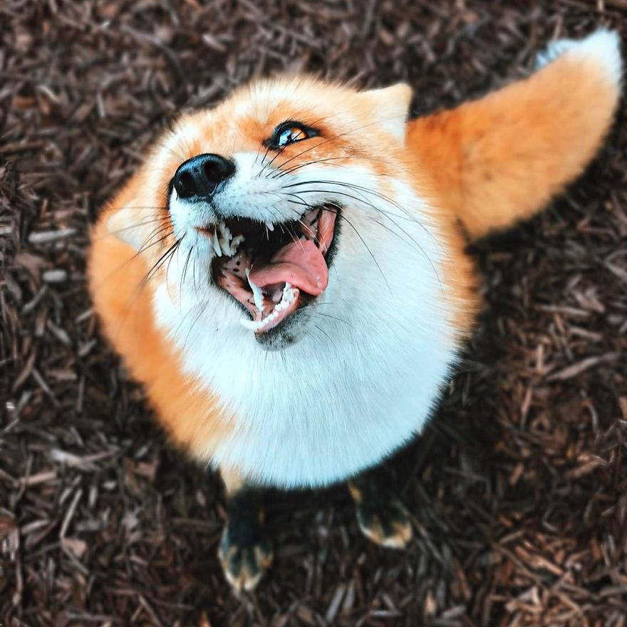 Here's What It's Like To Live With Juniper The World's Happiest Fox