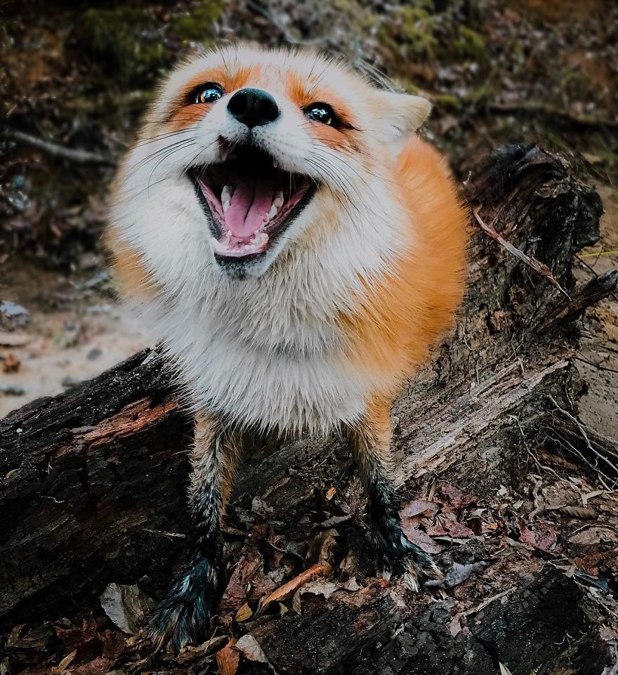 Here's What It's Like To Live With Juniper The World's Happiest Fox