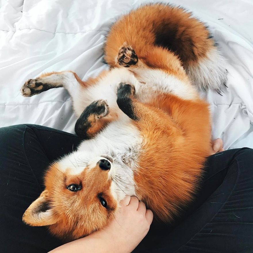Here's What It's Like To Live With Juniper The World's Happiest Fox