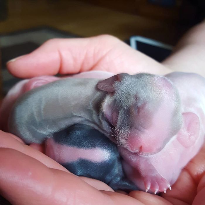 Baby-Rabbits-Palms-Blue-Clover-Rabbitry