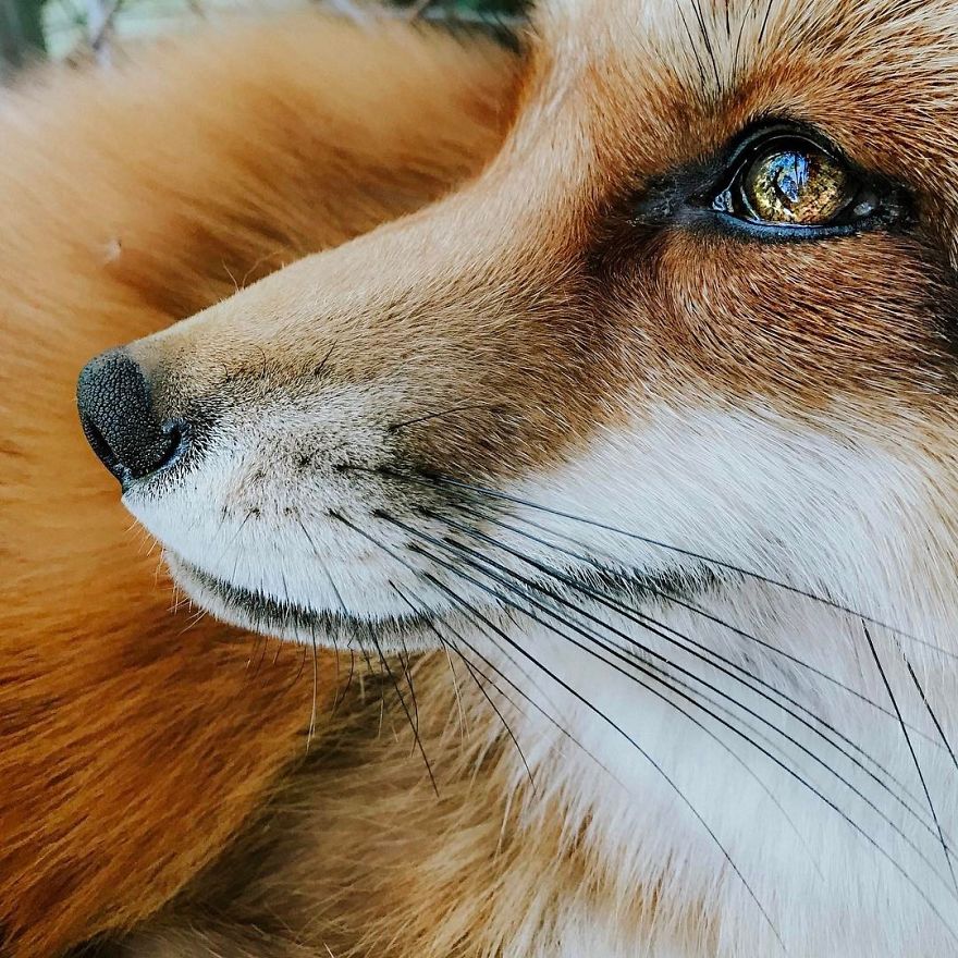 Here's What It's Like To Live With Juniper The World's Happiest Fox