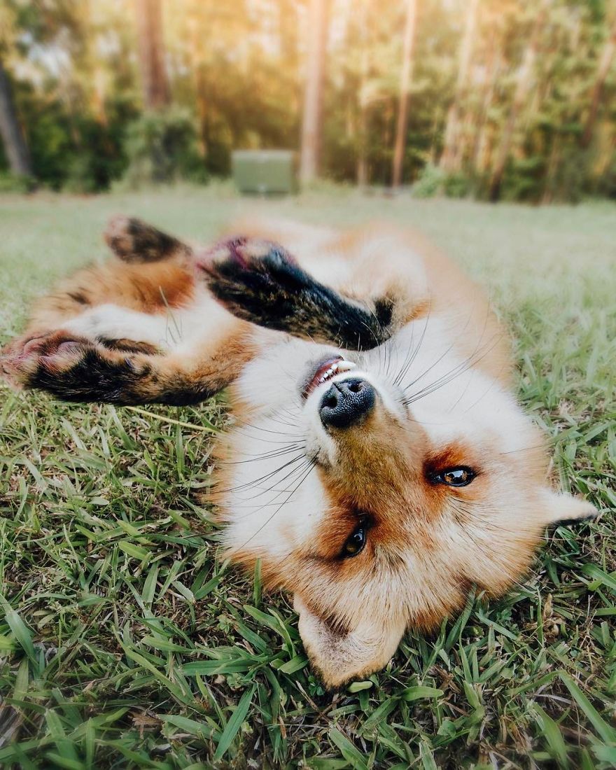 Here's What It's Like To Live With Juniper The World's Happiest Fox