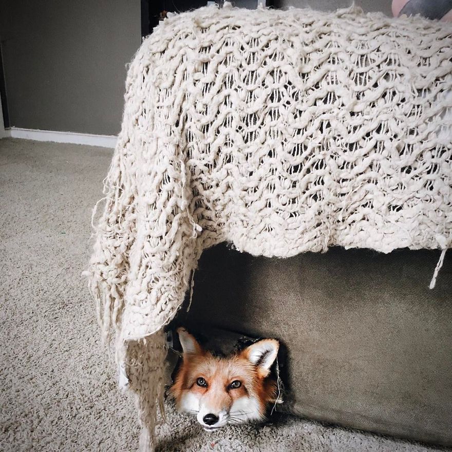Here's What It's Like To Live With Juniper The World's Happiest Fox