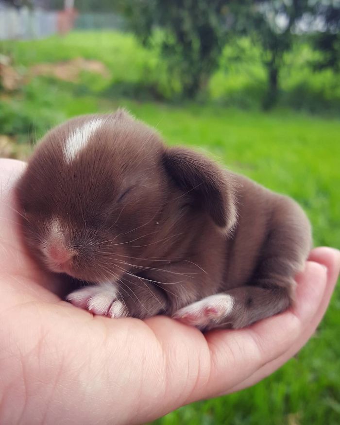 Baby-Rabbits-Palms-Blue-Clover-Rabbitry