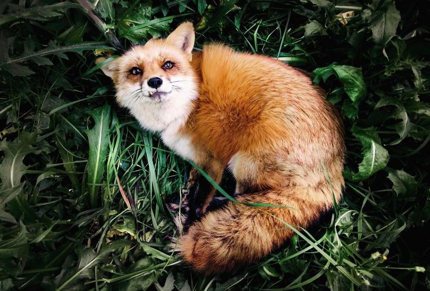 Here's What It's Like To Live With Juniper The World's Happiest Fox