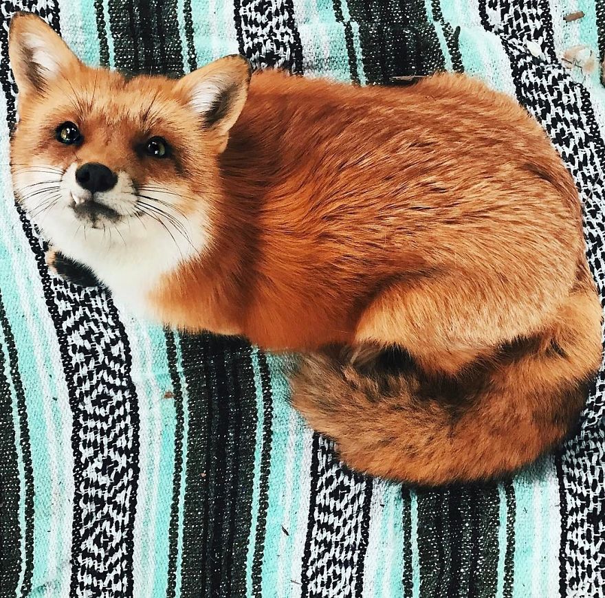 Here's What It's Like To Live With Juniper The World's Happiest Fox