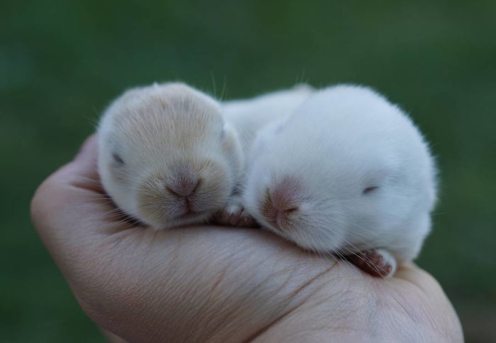 Baby-Rabbits-Palms-Blue-Clover-Rabbitry